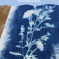 Cyanotype Botanicals: Blue & White Sun Prints