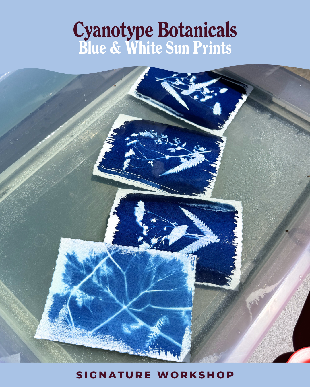 Cyanotype Botanicals: Blue & White Sun Prints