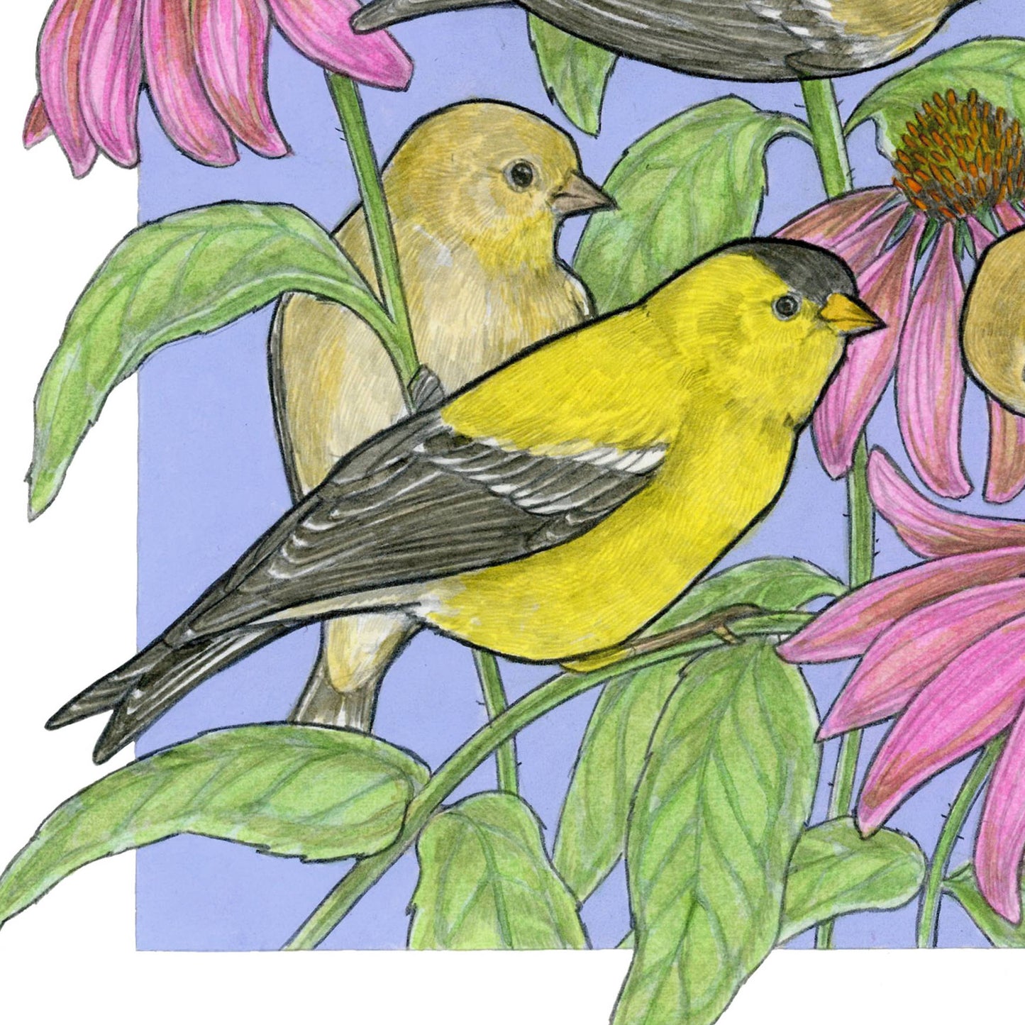 A Charm of Finches Art Print