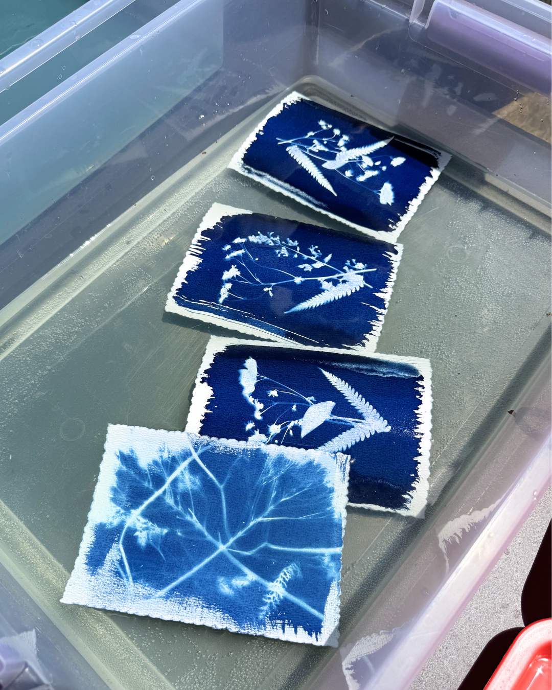 Cyanotype Botanicals: Blue & White Sun Prints