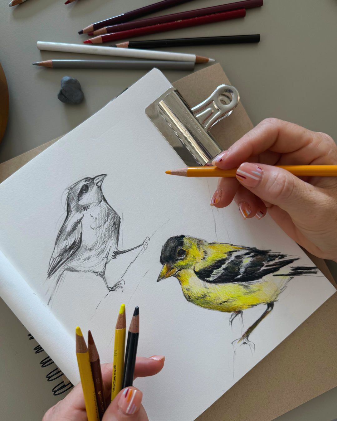 Bird Sketching with Colored Pencils