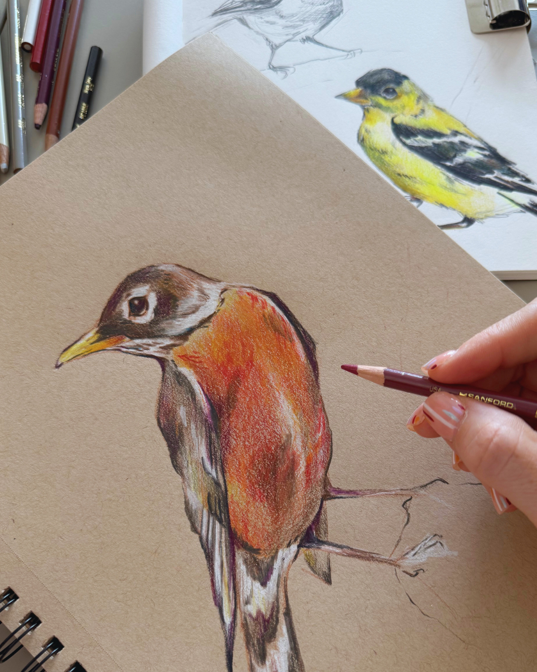 Bird Sketching with Colored Pencils