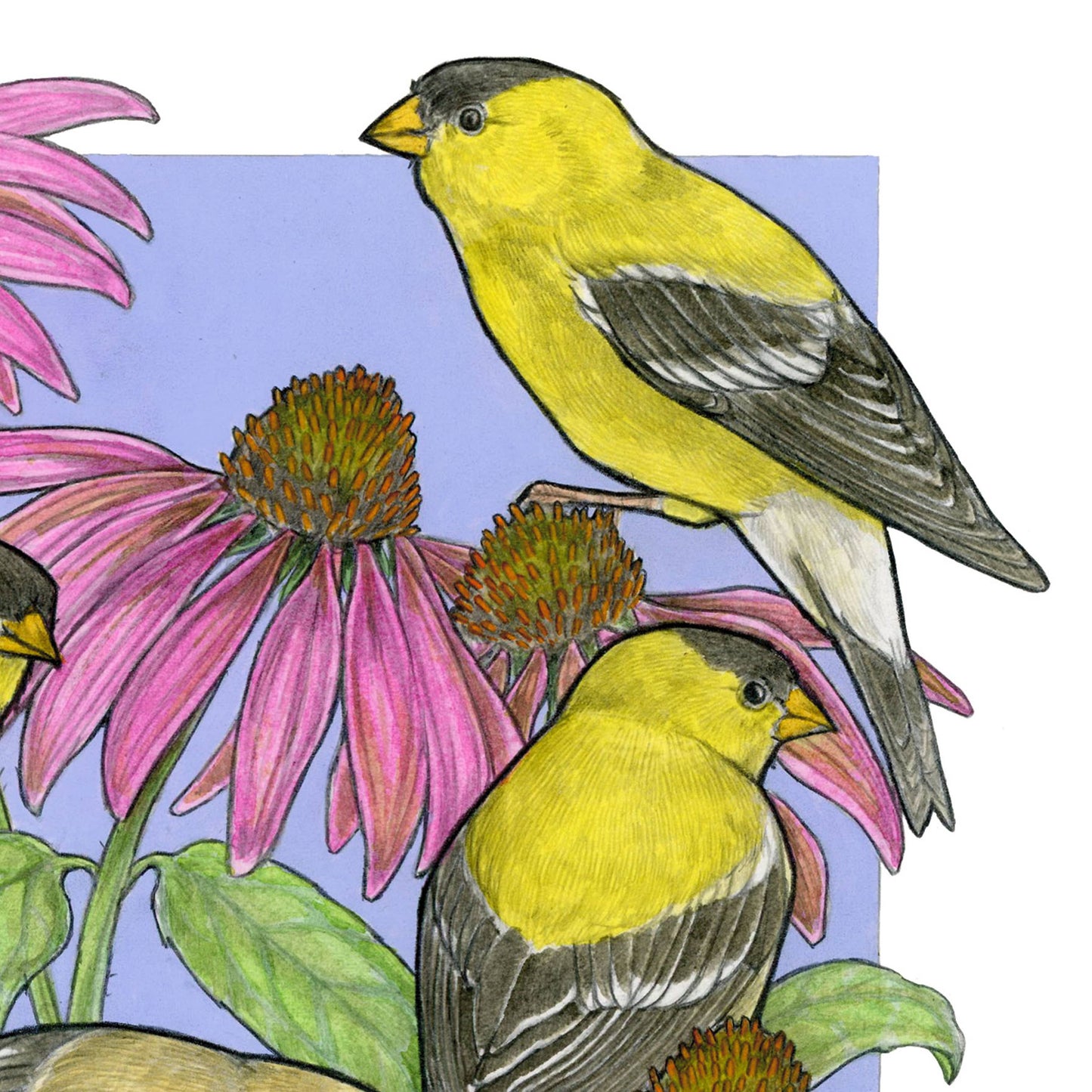 A Charm of Finches Art Print