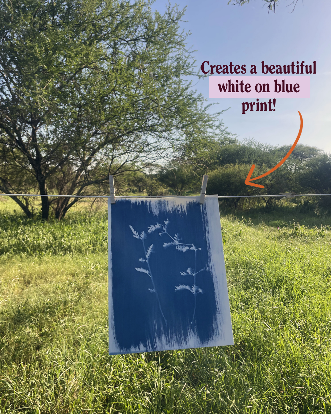 Cyanotype Botanicals: Blue & White Sun Prints