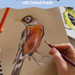 Summer Bird Sketching with Colored Pencils