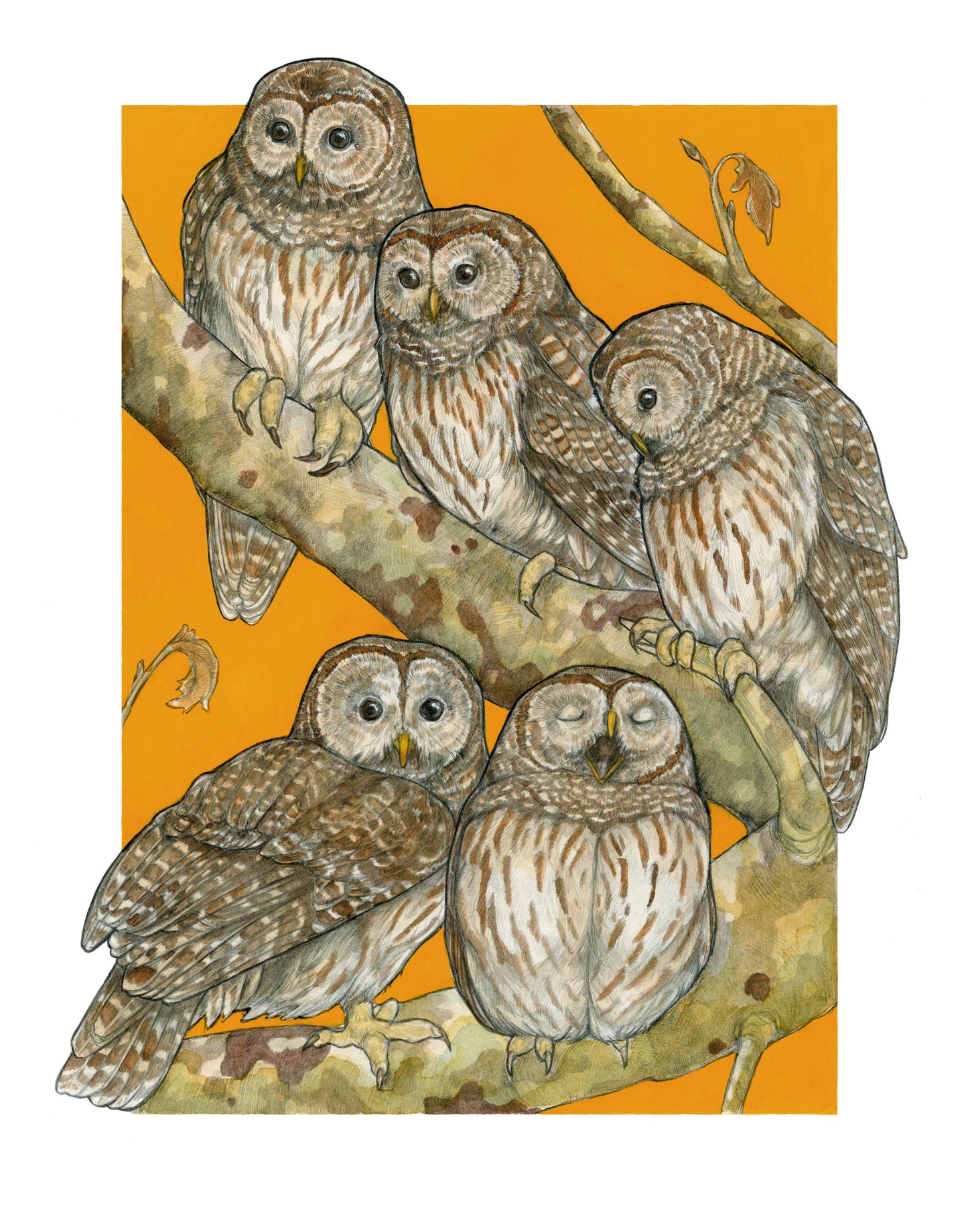 A Parliament of Owls 8x10" Art Print