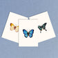 Antiquaria Mini Watercolor Kit: Butterflies